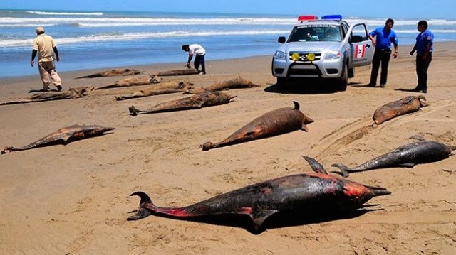 Contaminação da água: No Peru, 500 golfinhos morreram e não á explicação oficial