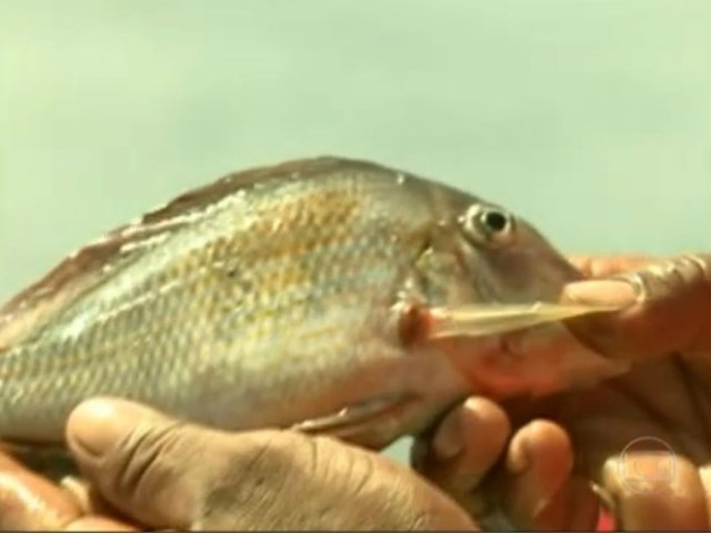 Sinal dos Tempos: Quantidade de peixes mortos em rio assusta pescadores do Amapá