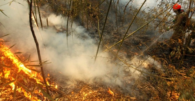 Com recorde de queimadas, número de incêndios passa de 11 mil no Amazonas