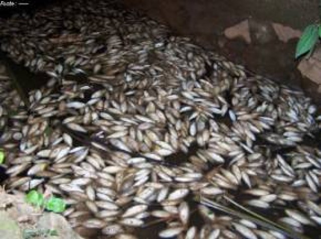 Fato que se repete: Peixes morrendo aos milhares no Rio Itapecerica MG