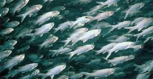 Temperatura do oceano sobe quase cinco graus em relação a 2013, e até os peixes sentem os efeitos do clima