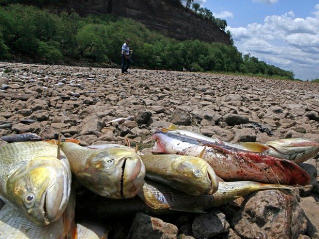 Milhares de peixes são encontrados mortos às margens do Rio Piracicaba