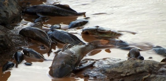 Sinal dos Tempos: Pescadores convocam operação Arca de Noé para salvar peixes