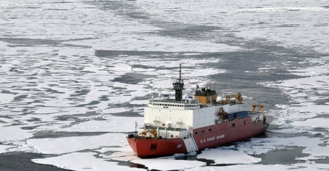 Grande degelo do Ártico libera parasita mortal para mamíferos
