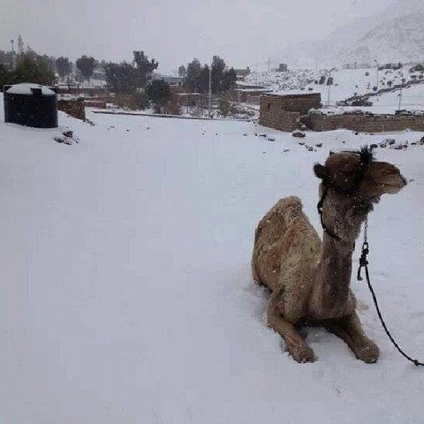 Nevou no Deserto: Raríssima Nevasca atinge o Egito e surpreende egípcios