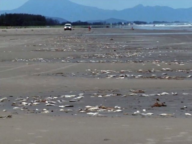 Milhares de peixes mortos aparecem em praia e intrigam população em SP