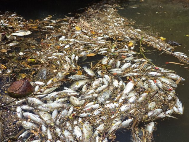 Fato que se repete: Centenas de peixes são encontrados mortos em rio do ES