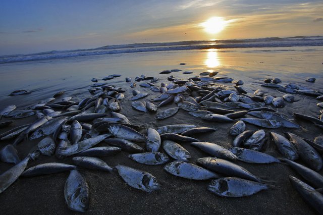 Sagrada Escritura, Oséias 4, Até mesmo os peixes do mar desaparecem: Milhares de peixes aparecem mortos nas costas da Argentina, Uruguai e Brasil