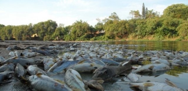 Seca provoca morte de milhares de peixes em rio no interior de São Paulo