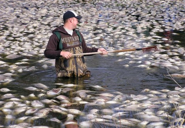 Morte de sardinhas em massa na costa oeste dos EUA deixa cientistas perplexos