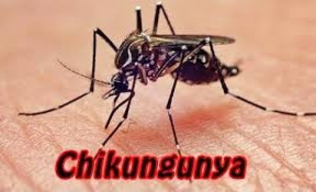 Feira de Santana, na Bahia, vive epidemia da febre chikungunya