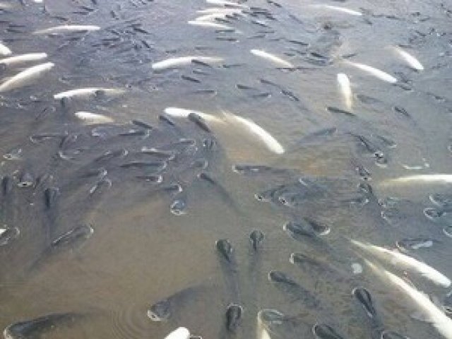Fato que se repete: Milhares de peixes são encontrados mortos no Tocantins