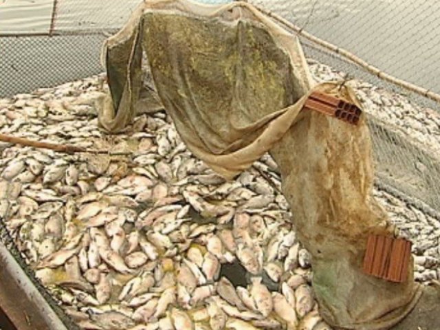 Fato que se repete: 70 toneladas de peixes morrem em tanques no rio Tietê