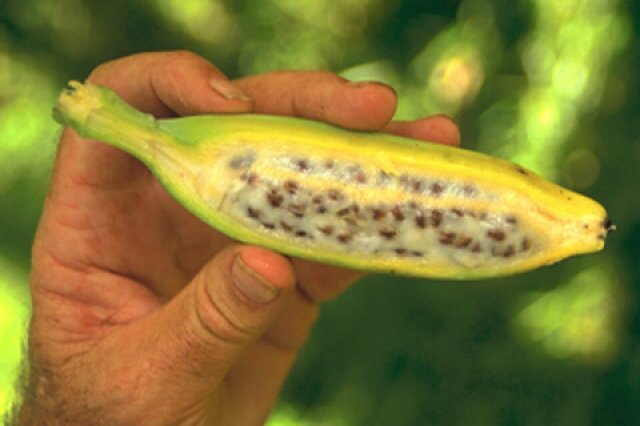 Por causa de novo fungo a banana corre risco de extinção