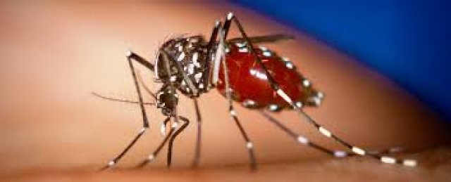 Número de infectados pelo vírus chikungunya no Brasil superou o de casos importados