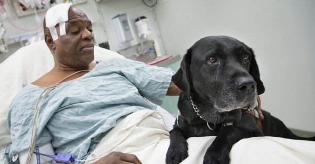 EUA: Cão salta em trilhos do metrô de para salvar dono cego após desmaio
