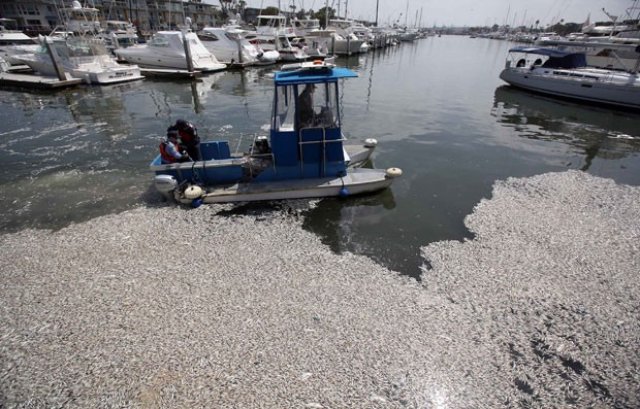 Sinal dos Tempos: Milhares de peixes aparecem mortos em marina da Califórnia, nos EUA