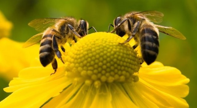Onde estão as abelhas? Abelhas de várias espécies estão desaparecendo misteriosamente e os cientistas não sabem por quê