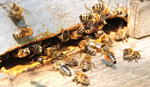 Desaparecimento de abelhas conduz à extinção da humanidade