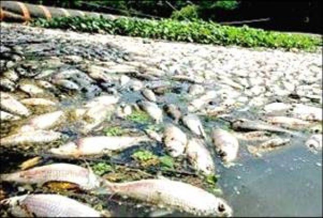 Peixes morrendo no rio São Francisco preocupam população: Nunca tinha visto o rio nesse estado, diz morador
