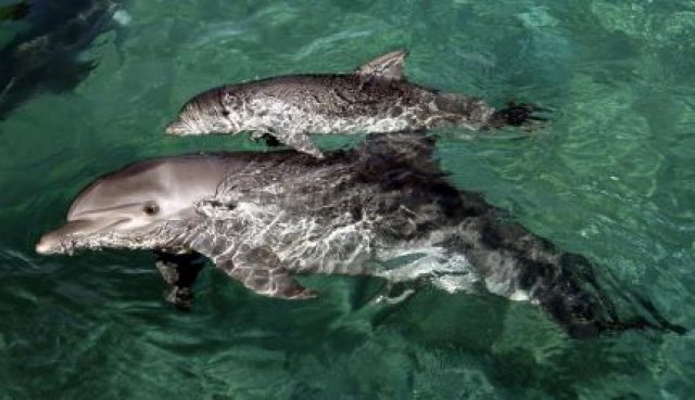 Vírus na água teria matado mais de mil golfinhos na Florida este ano