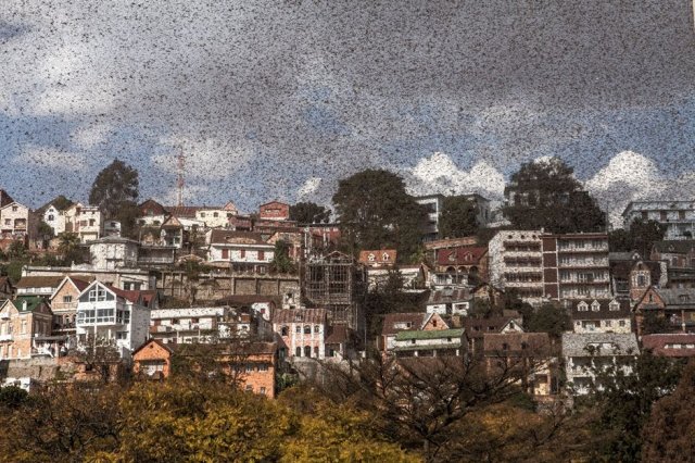 Enxame gigante de gafanhotos invade a capital de Madagascar, assustando população