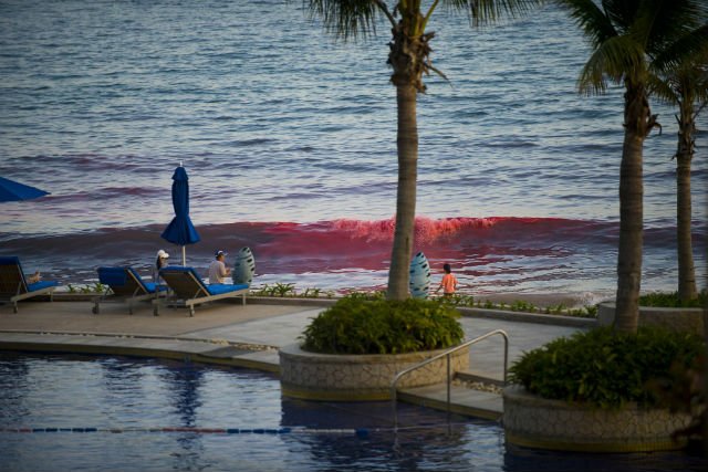 Na China, turistas foram testemunhas vivas do momento em que as águas do mar ficaram vermelhas na praia