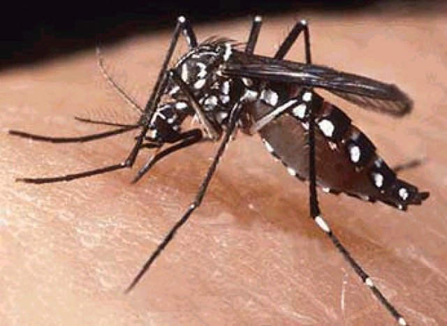 Campinas SP chega a 17 mil casos de dengue na maior epidemia da história