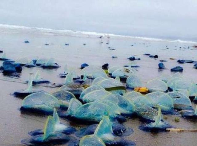 Sinal dos Tempos: Misteriosas criaturas azuis são vistas em praias da Califórnia, nos EUA